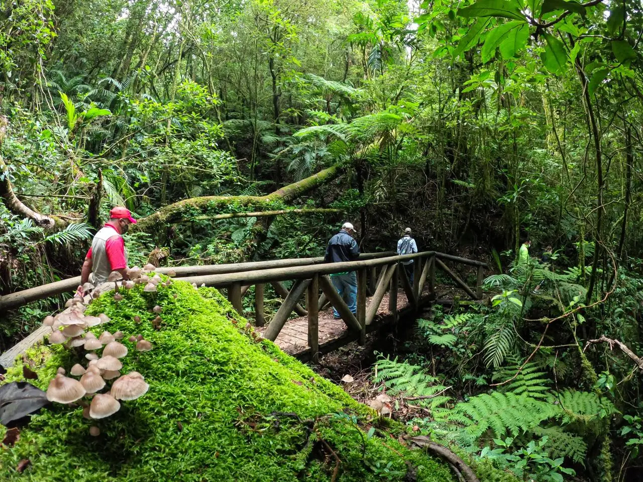 Parque Nacional La Tigra