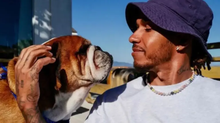 Imagen Principal de Nota: ¿Quién era Roscoe,  el buldog de Lewis Hamilton, que murió tras cuatro días hospitalizado?
