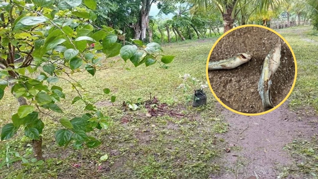 Imagen de ¿Lluvia de peces en Olancho? Así reaccionaron los vecinos tras la tormenta