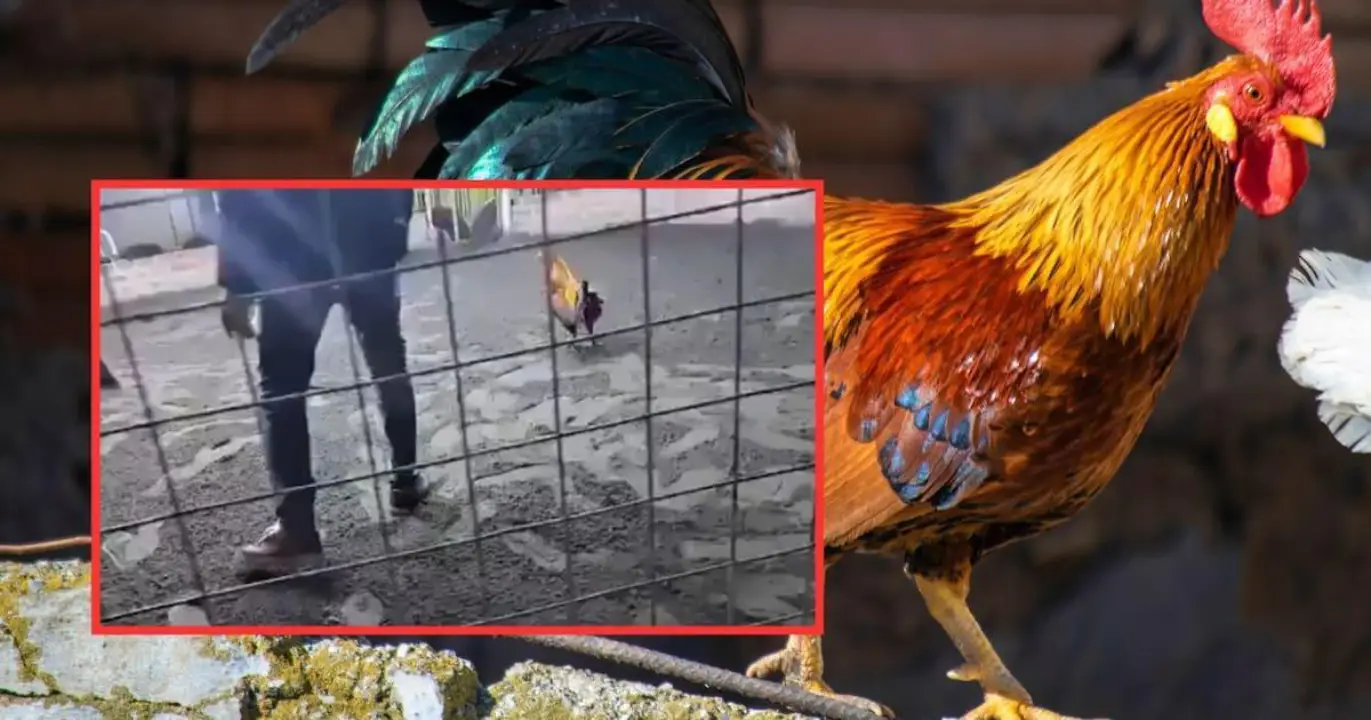 Hombre muere por gallo