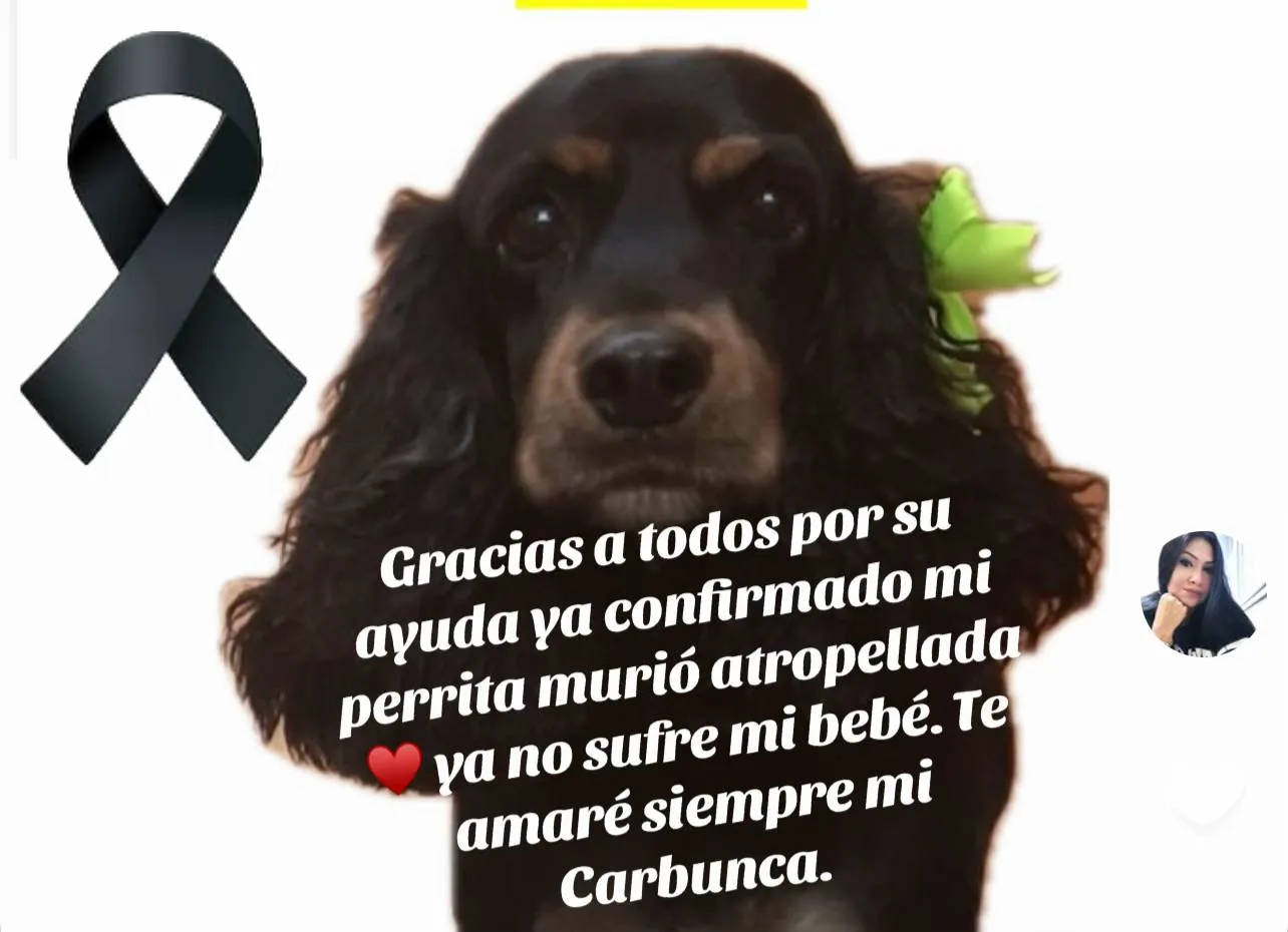 Carbunca perrita de la familia Rubio