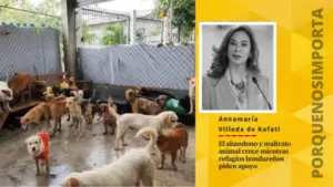Imagen de El abandono y maltrato animal crece, mientras refugios hondureños piden apoyo