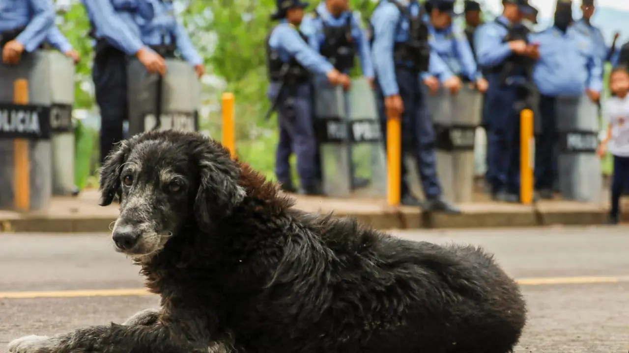 Descubre cómo y dónde denunciar el maltrato animal en Honduras