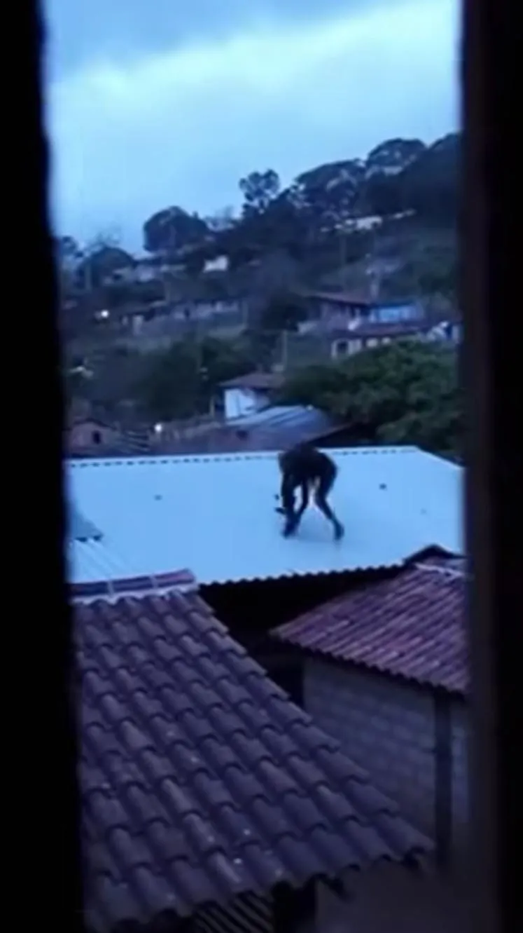 Video viral en el techo 