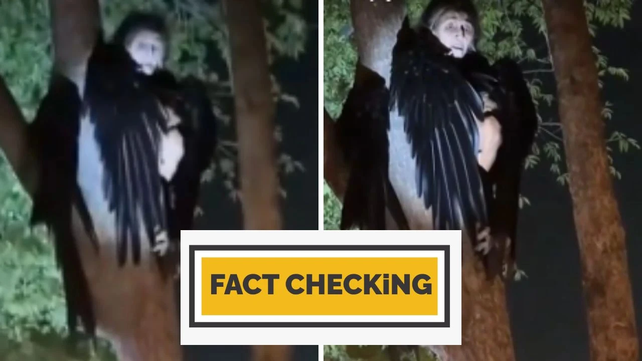 Imagen Principal de Nota: ¿Es real? misteriosa criatura con alas negras posada en un árbol