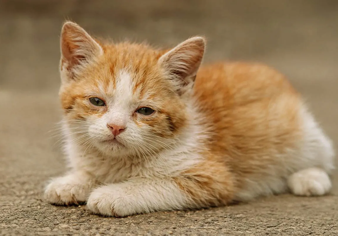 Gato con signos de decaimiento por panleucopenia felina