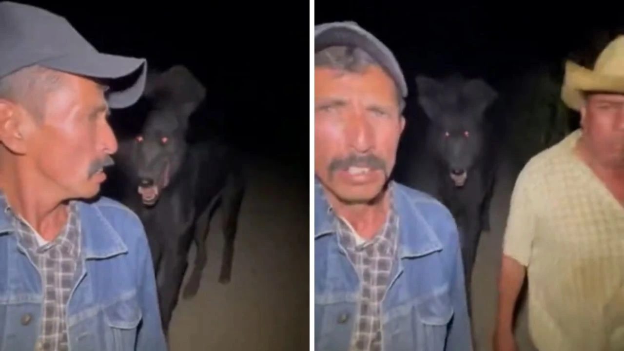 Imagen Principal de Nota: Captan en video extraña figura supuesto cadejo negro gigante