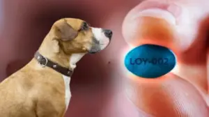 Imagen de ¿Qué es LOY-002? La píldora que promete alargar la vida de los perros