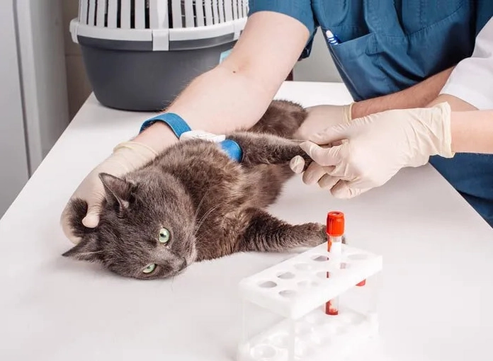 Gato en tratamiento veterinario
