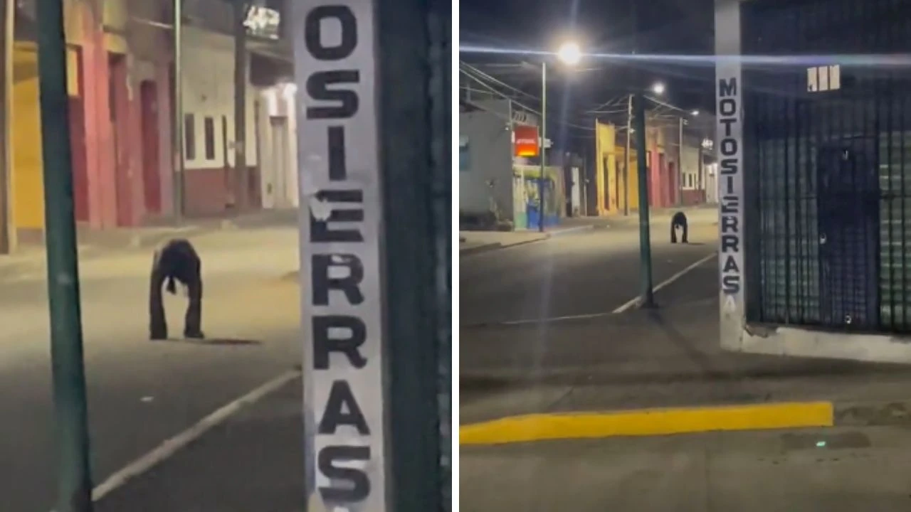 capturas del video de extraña criatura
