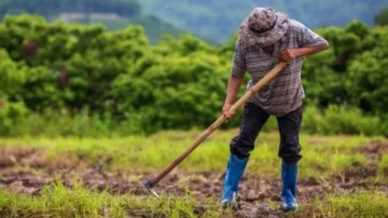 perosna en el campo