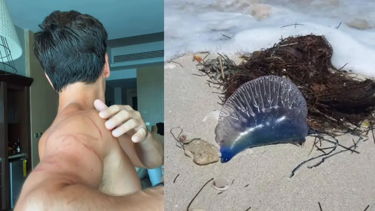 Presentador vive aterrador ataque de animal mientras nadaba en la playa