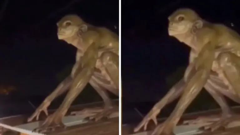 Imagen Principal de Nota: ¿Real o IA? captan a supuesto alien reptiliano en el techo de una casa