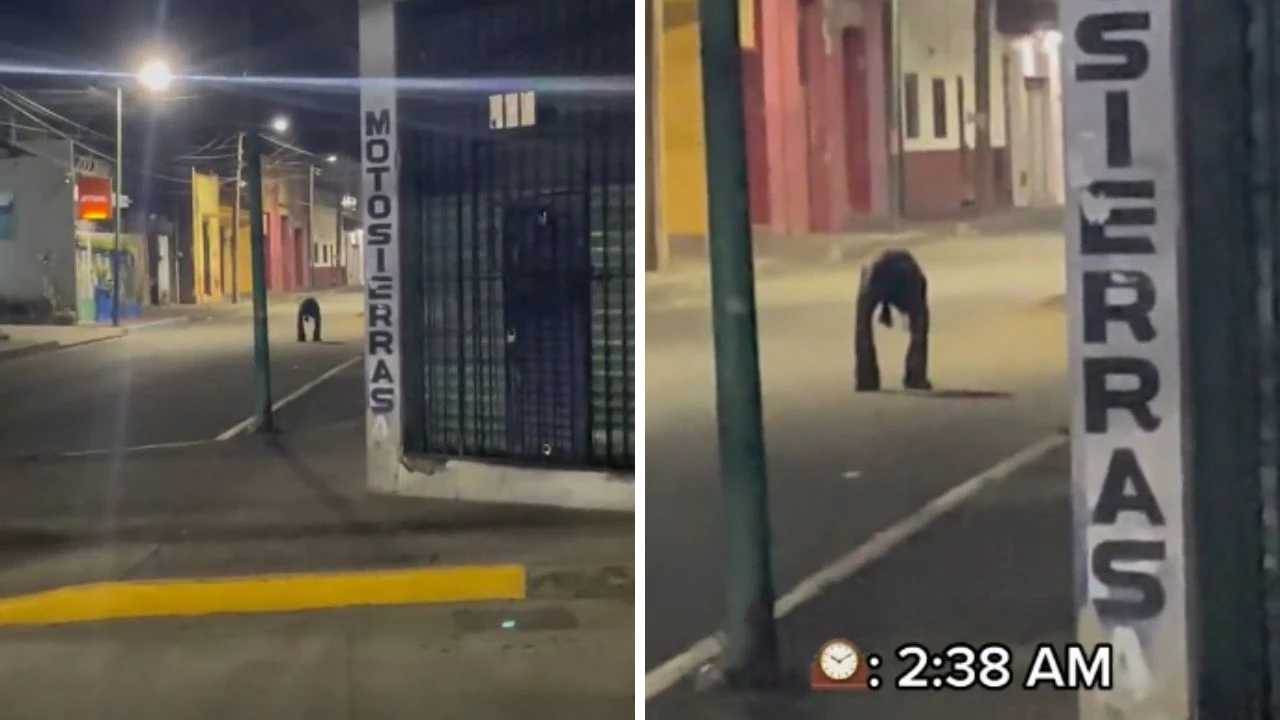 Imagen Principal de Nota: ¿Real o IA? Hombre captura aterrador encuentro con criatura misteriosa en la calle