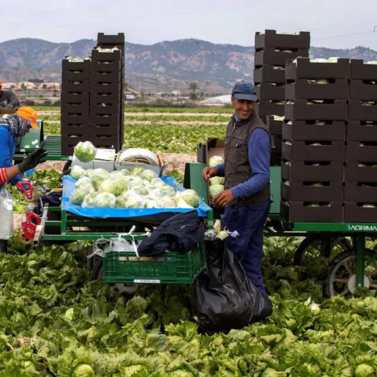 Trabajo de agricultura 