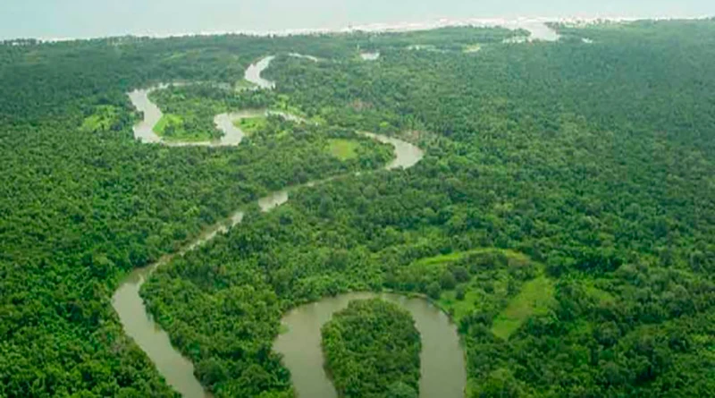 Rio platano