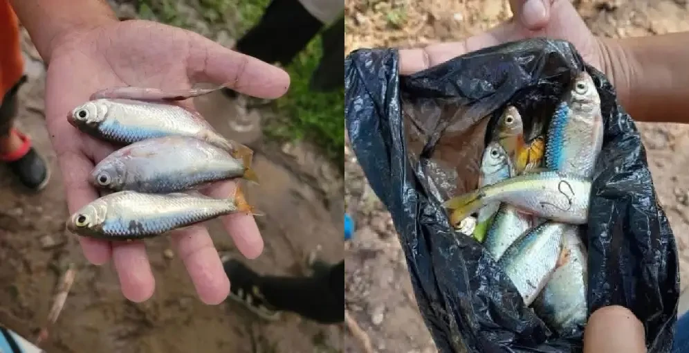 lluvia de peces