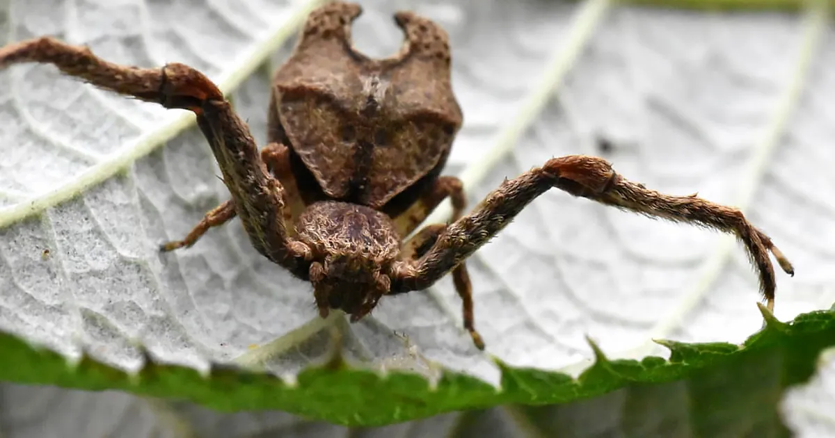 Araña en honor a Maléfica