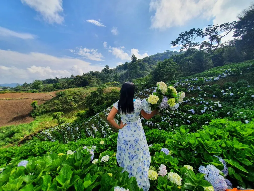 Campo Hortensias SPS