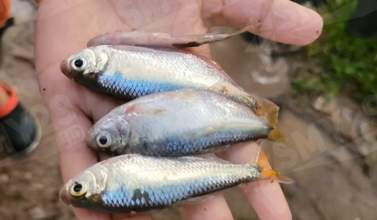 lluvia de peces