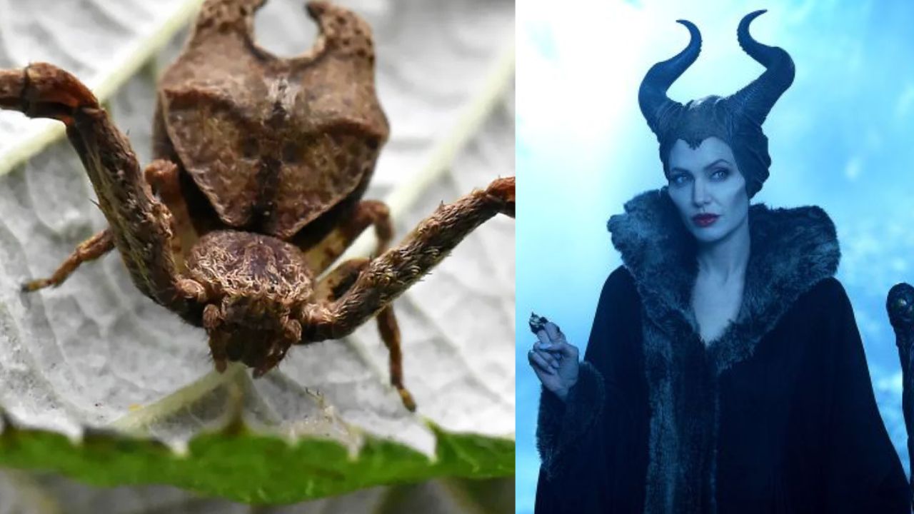 Imagen de Nombran nueva especie de araña descubierta en Ecuador en honor a Angelina Jolie