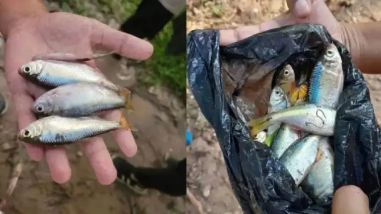 Imagen Principal de Nota: ¿Lluvia de peces en Yoro? Así reaccionaron los vecinos tras la tormenta