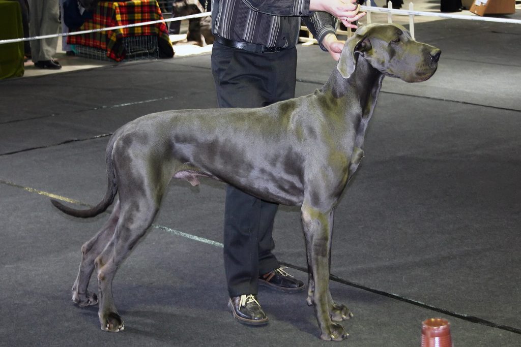 gran danes