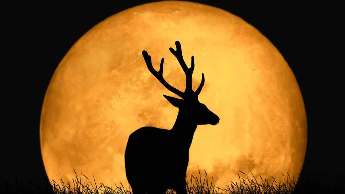 Imagen de Luna de Ciervo 