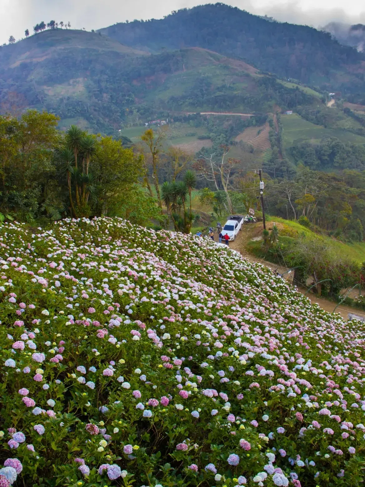 Paseo de Hortensias SPS