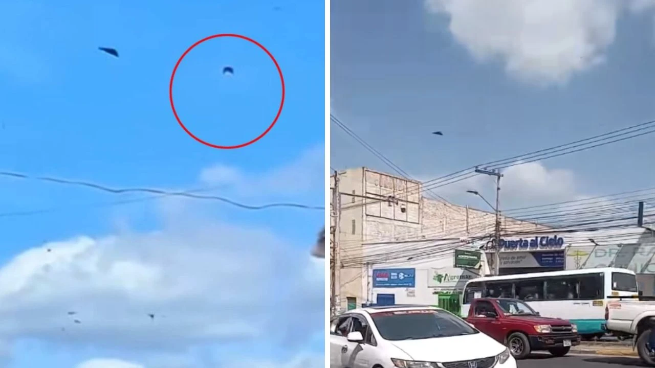 ¿Plaga o fenómeno natural? Mariposas en Tegucigalpa causan temor y viralizan teorías