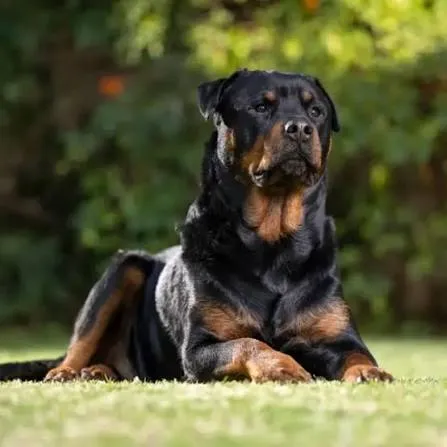 Rottweiler: