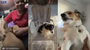 Imagen de ¿Por vistas y dinero? Los polémicos videos con animales que se viralizan en TikTok