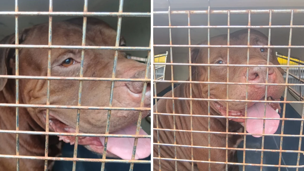 ZEUS PITBULL VIRAL HONDURAS