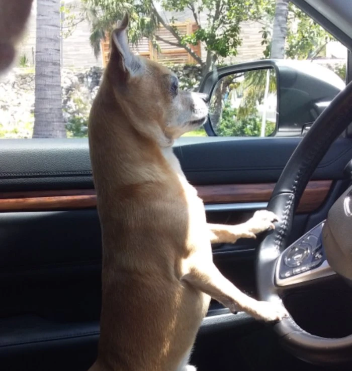 Imagen de Bruno el perro de Florinda Meza